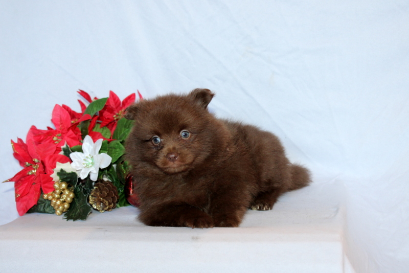 puppy, for, sale, Pomeranian, Matthew B. Stoltzfus, dog, breeder, Gap, PA, dog-breeder, puppy-for-sale, forsale, nearby, find, puppyfind, locator, puppylocator, aca